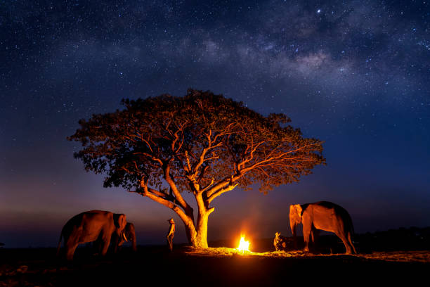 Long exposure Photograph with grain. The mahout is creating a fire with elephant under the tree. The Milky Way in the sky. Galaxy, Star Study and Milky Way Astronomy at Surin, Thailand. Mar 10, 2019 Long exposure Photograph with grain. The mahout is creating a fire with elephant under the tree. The Milky Way in the sky. Galaxy, Star Study and Milky Way Astronomy at Surin, Thailand. Mar 10, 2019 elephant handler stock pictures, royalty-free photos & images