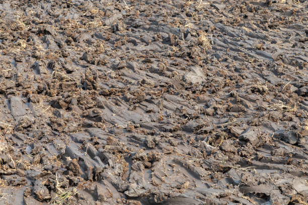wet clod clay soil at the construction site ready to develop for real estate project. soil in the rice field ready to grow a new crop after tractor plowing. construction and agriculture concept. suelo de arcilla húmeda terrón en el sitio de construcción listo para desarrollarse para proyecto inmobiliario. suelo en el campo de arroz listo para cultivar una nueva cosecha después del arado del tractor. concepto de construcción y agricultura.
