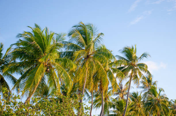 istock palm tree a tree in beams of the sun 1136292058