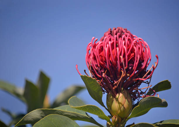 Australian native Telopea Shady Lady variety of waratah flower, family Proteaceae. Hybrid cultivar between Telopea speciosissima and Telopea oreades species telopea stock pictures, royalty-free photos & images