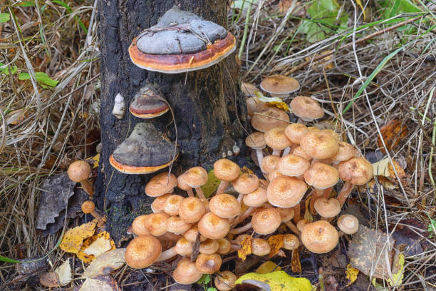 istock A lot of honey agaric under tree at autumn 1136294943