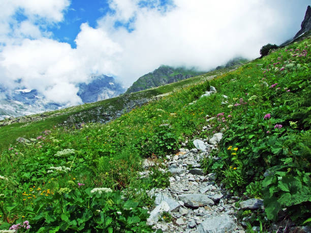istock Alpine pastures and meadows in the Maderanertal alpine valley 1136297727