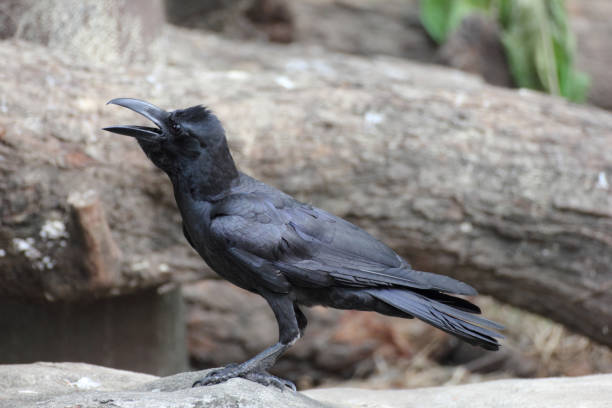 istock portrait of a black Crow (Corvus corone). 1136298568