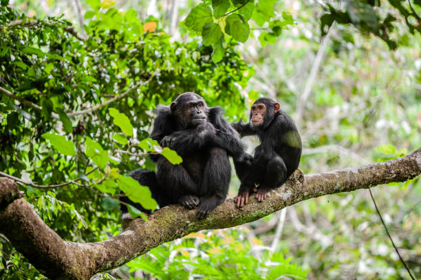 istock Mother and juvenile chimpanzees 1136299367