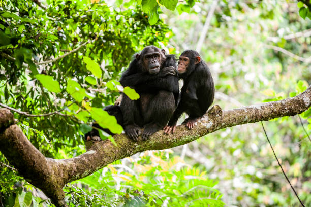 istock Mother and juvinile chimpanzee 1136299386