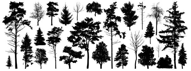 Tree silhouette vector. Isolated forest trees on white background Tree silhouette vector. Isolated forest trees on white background siberia summer stock illustrations