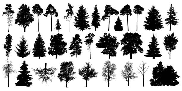 ilustraciones, imágenes clip art, dibujos animados e iconos de stock de silueta de árbol vector negro. árboles de bosque conjunto aislados sobre fondo blanco - deciduous tree forest tree nature