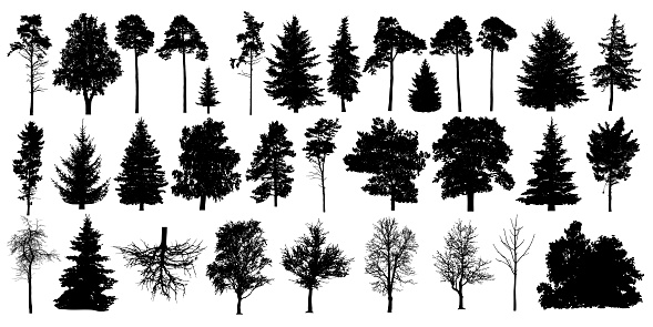 Tree silhouette black vector. Isolated set forest trees on white background