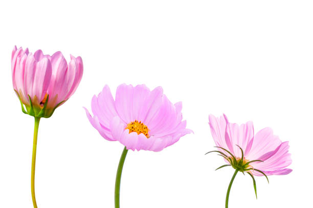 istock Cosmos flower isolated on white background - clipping paths 1136301490