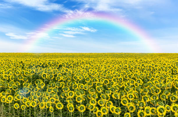 istock Rainbow over the field with sunflowers 1136301689