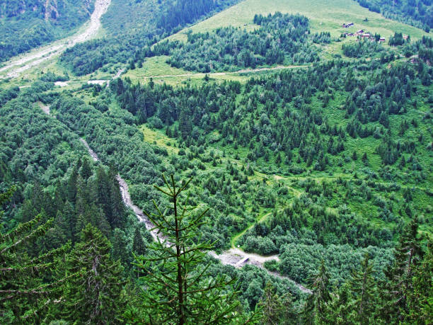 istock Trees and mixed forests in the Maderanertal alpine valley 1136302392