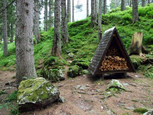 Trees and evergreen forests in the Maderanertal alpine valley - Canton of Uri, Switzerland