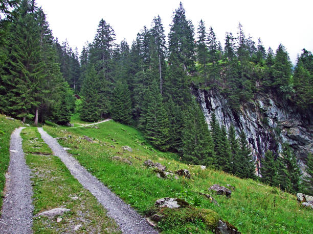 Trees and evergreen forests in the Maderanertal alpine valley