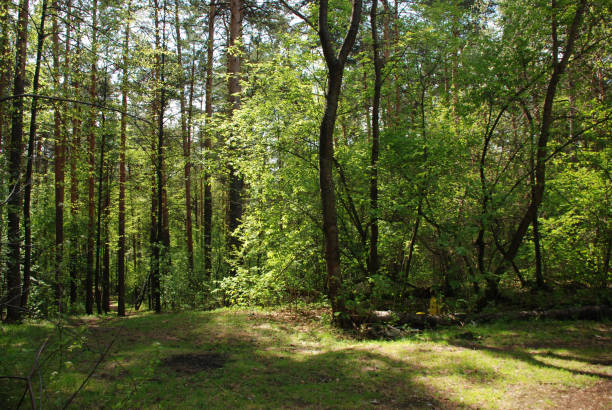 istock Sunny day walk view in the green spring forest 1136303421