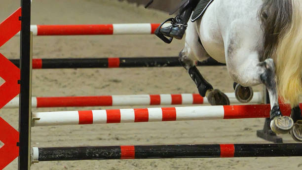 istock Horse horizontal banner for website header, poster, wallpaper. 1136305414