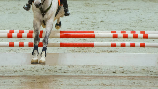 istock Horse horizontal banner for website header, poster, wallpaper. 1136305451