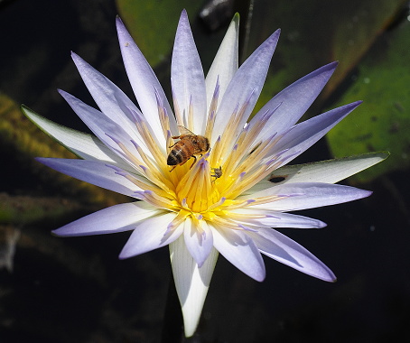Bees are attracted to the purple lotus flowers growing in ponds and dams in Australia.