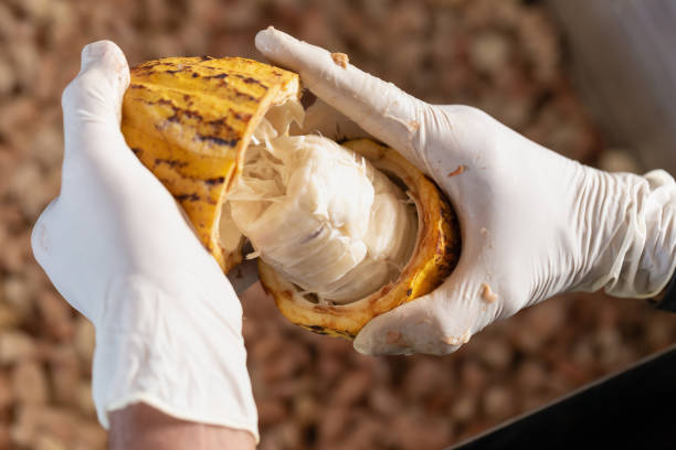 istock man holding a ripe cocoa fruit with beans inside. 1136305583