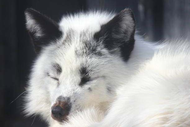 istock White fox close-up in sunny day. 1136306228