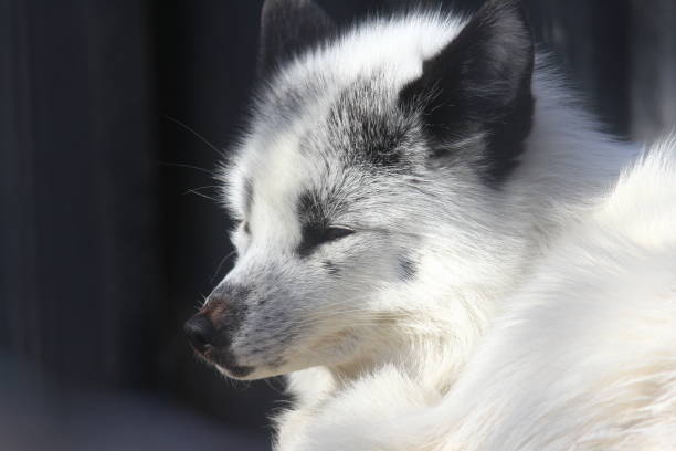 istock White fox close-up in sunny day. 1136306236