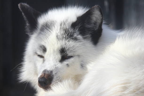 istock White fox close-up in sunny day. 1136306280