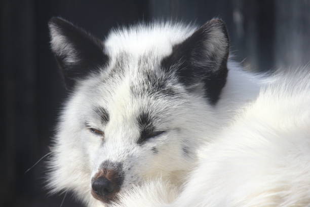 istock White fox close-up in sunny day. 1136306282