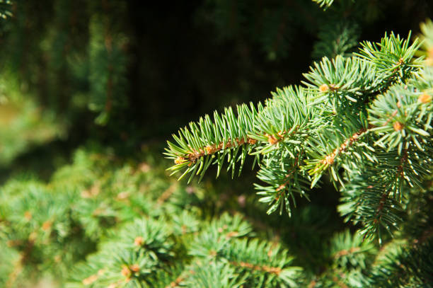 istock Green prickly branches of a fur-tree or pine 1136306339