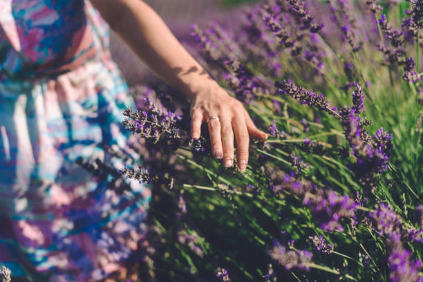 Female hands hold a pipette with lavender oil. A bottle of lavender oil and a bouquet of fresh lavender