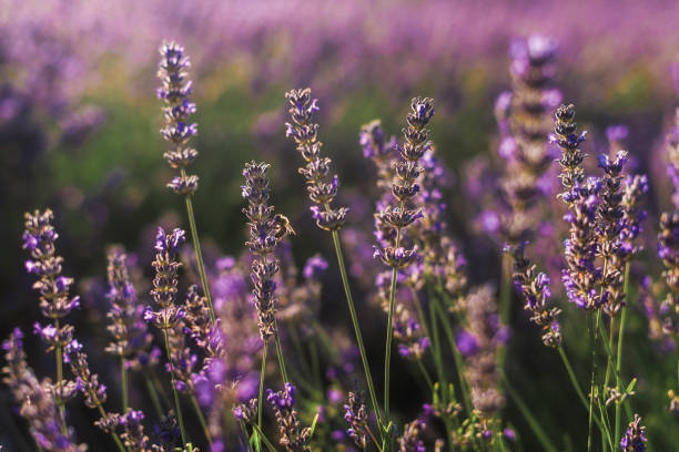 istock Blooming Lavender Bush Closeup with Honeybee 1136308459