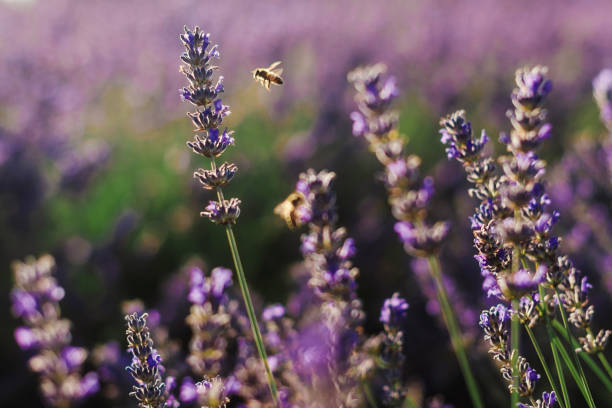 istock Blooming Lavender Closeup with Honeybees 1136308501