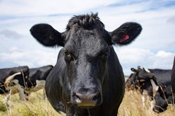 istock New Zealand Dairy Cow 1136308723