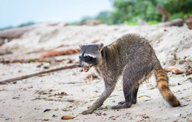 Adult female raccoon (Procyon lotor) on the beach at Cahuita National Park, Costa Rica,