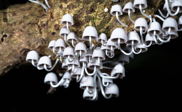 coprinellus disseminatus, коста-рика - central america flash стоковые фото и изображения