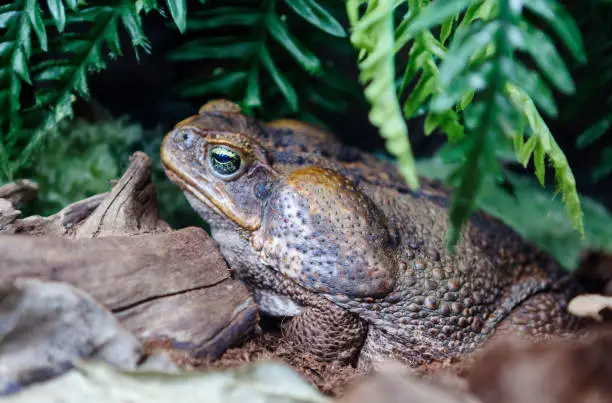 These are the most famous toads of Central and South America. Toads Aga quite large, can weigh about 1 kg, and in length reach 25 centimeters. On the back of the head, behind the eyes, there are large poisonous glands, along the entire surface of the back and on the head there are small poisonous glands.