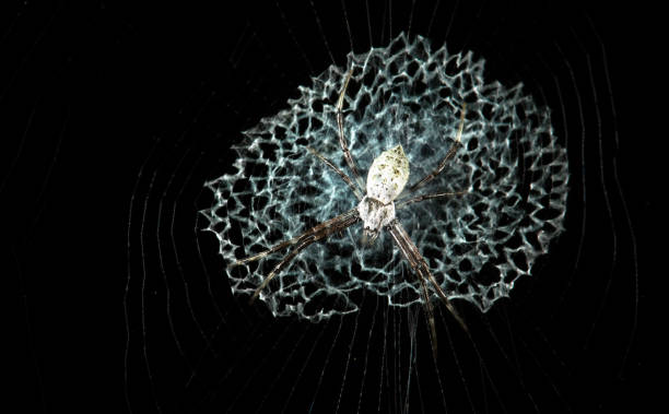 argiope spider, costa rica - central america flash imagens e fotografias de stock