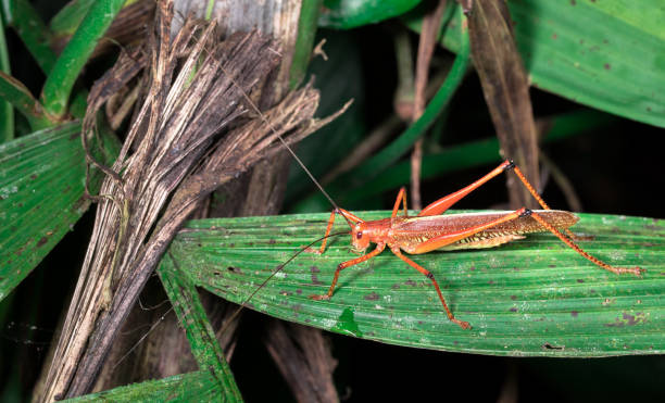 grasshopper on a leaf, costa rica - central america flash imagens e fotografias de stock