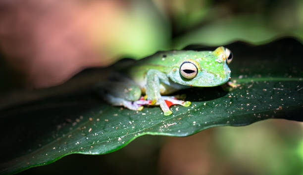 istock Scarlet-webbed tree frog, Costa Rica 1136312598