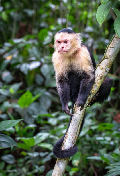 istock Panamanian white-faced capuchin, Costa Rica 1136312599