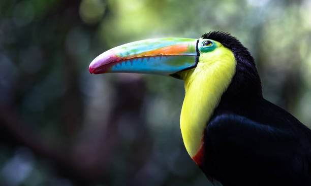 istock Keel-billed toucan, Costa Rica 1136312609