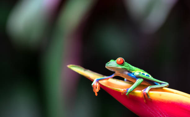 istock Red-eyed tree frog, Costa Rica 1136312614