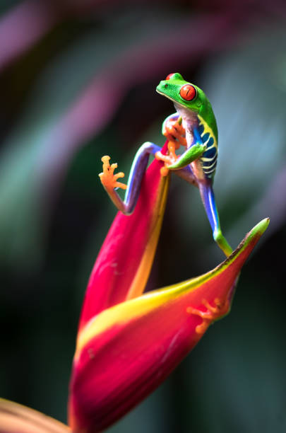 istock Red-eyed tree frog, Costa Rica 1136312615
