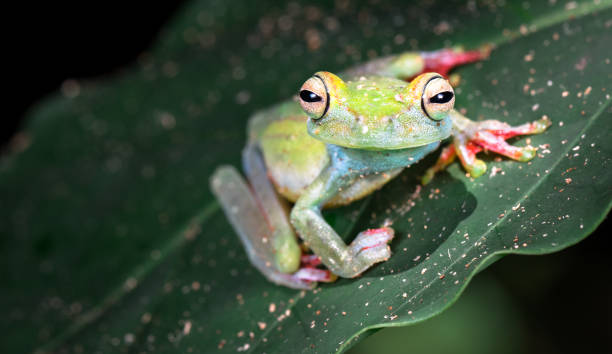 istock Scarlet-webbed tree frog, Costa Rica 1136312627