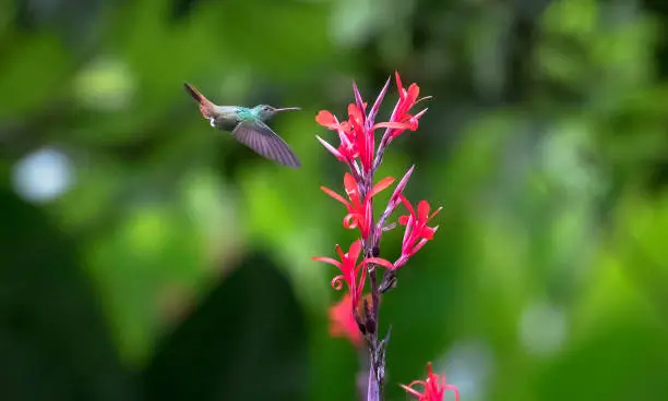 Rufous-tailed hummingbird (Amazilia tzacatl) feeding from a brightly colored flower in Monteverde, Costa Rica.