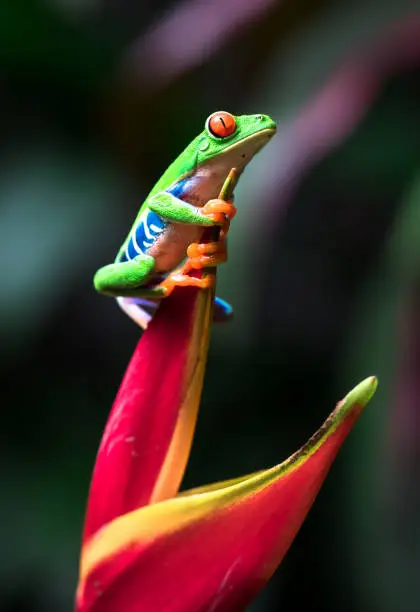 Photo of Red-eyed tree frog, Costa Rica