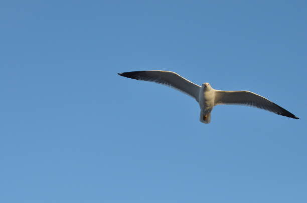 istock Seagull flying over your head. Alarming bird 1136312734