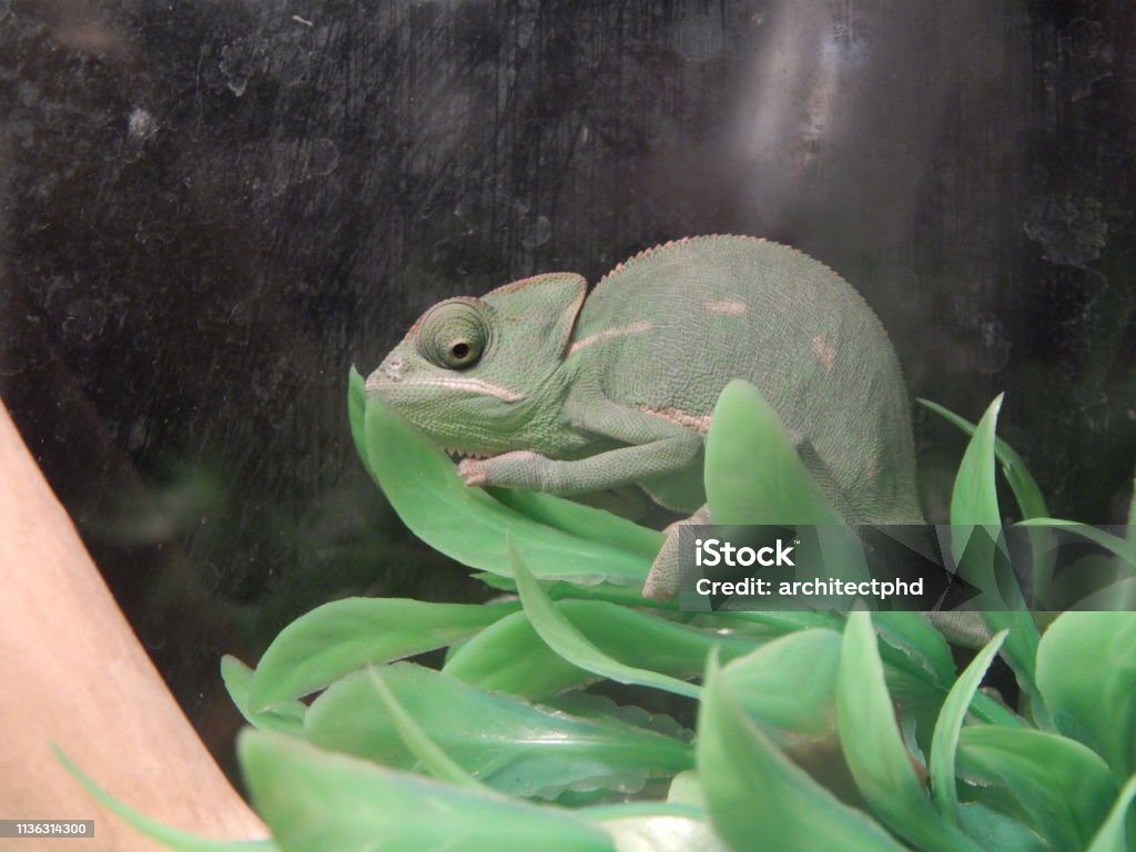 Chameleon sitting in the aviary under the lamp Animal Stock Photo