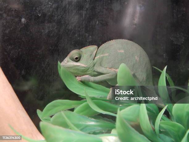 Chameleon Sitting In The Aviary Under The Lamp Stock Photo - Download Image Now - Animal, Animal Wildlife, Beauty