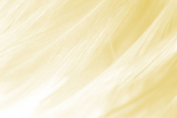 istock yellow vintage color trends feather texture background 1136315109