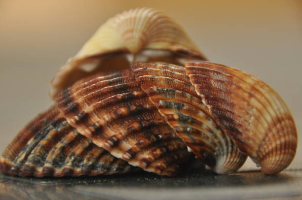 istock Shellfish, snails from the Mediterranean Sea on the beach in Italy. 1136317072