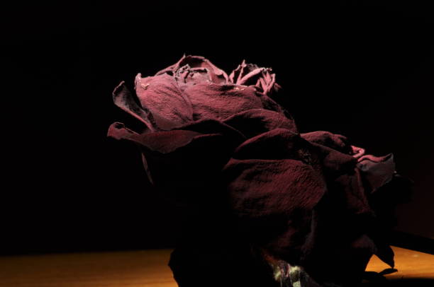 istock Dried rose flower. Valentine's Day. Love and trust. 1136317152